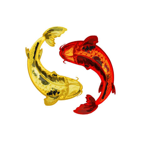 Red and yellow koi carps. Yin yang symbol. Vintage engraving monochrome illustration. Isolated on whiteのイラスト素材