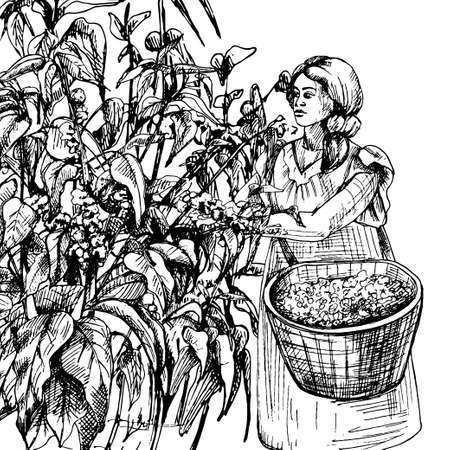 Female picker harvesting coffee fruit on plantation. Vector engraving vintageのイラスト素材