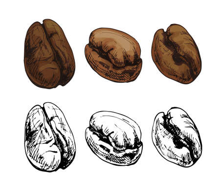 Roasted coffee beans. Hand drawn sketch style. Vintage vector engravingのイラスト素材