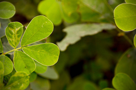 image with several leaves forming a beautiful landscapeの写真素材