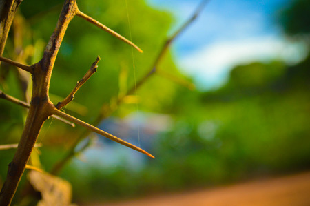 image with several spines forming a beautiful landscapeの写真素材