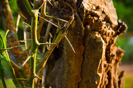 image with several spines forming a beautiful landscapeの写真素材