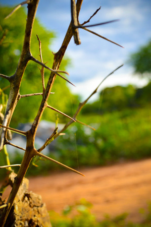 image with several spines forming a beautiful landscapeの写真素材