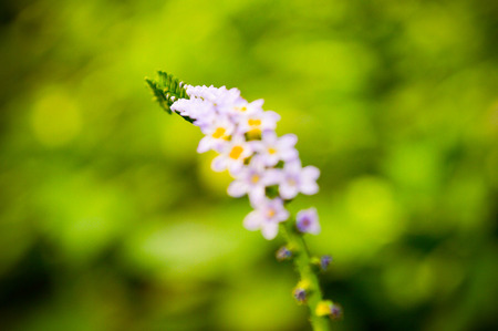 beautiful flowering plantの写真素材