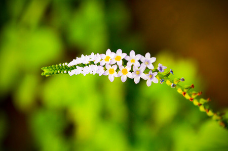 beautiful flowering plantの写真素材