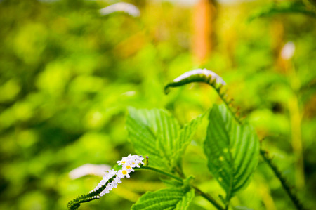 beautiful flowering plantの写真素材