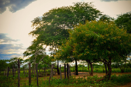 Photograph of a green area.の写真素材