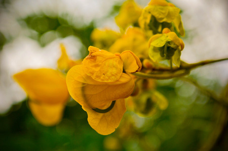 yellow flower photography.の写真素材