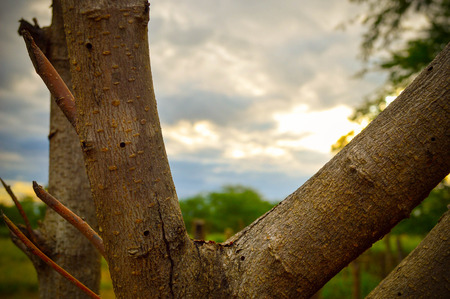 Photography of a tree.の写真素材