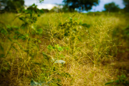 Photograph of an overgrown area.の写真素材