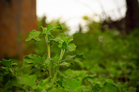 Mato in its growth state.の写真素材