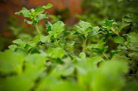 Mato in its growth state.の写真素材