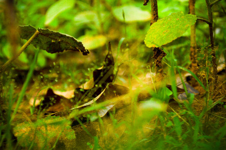 Environment with floor macro view with some herbsの写真素材