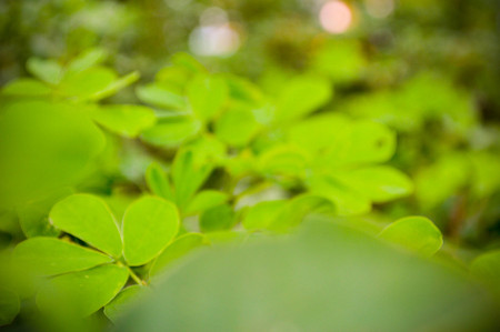 Focus and defocus green leaves. picture taken on comunicdade of Paraterra II the town of Manga Minas Gerais, Brazil. the picture reveals an environment of peace and hope to have all the the green.の写真素材