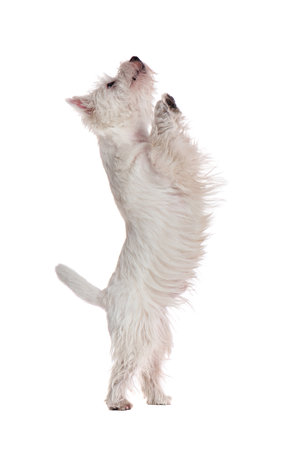 Begging west highland terrier isolated on whiteの写真素材