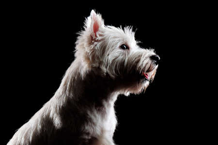 Lowkey headshot of a west highland terrierの写真素材