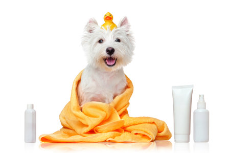 Happy west highland terrier after bathingの写真素材
