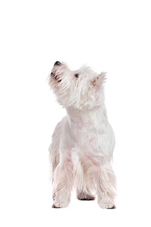 West highland terrier in a white studio looking up to the copy space areaの写真素材