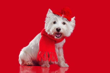 Sitting against red background west highland terrier wearing hat and scarfの写真素材