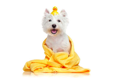 Happy dog after bath wrapped in a towelの写真素材