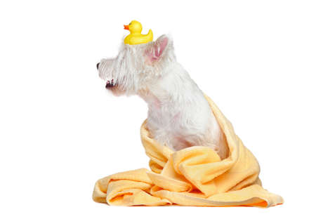 White dog wrapped in a towel looking to the sideの写真素材