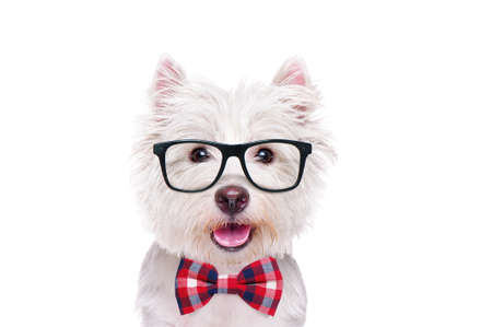 Portrait of a west highland terrier wearing glasses and a bow tieの写真素材
