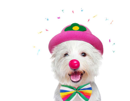 Happy white dog wearing clown outfitの写真素材