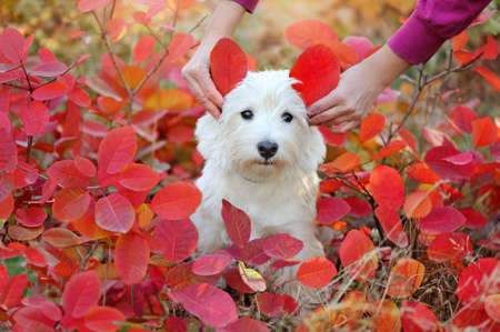 West highland terrier with ears made of autumn leavesの写真素材
