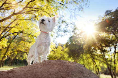 Low angle portrait of a dog in the forestの写真素材