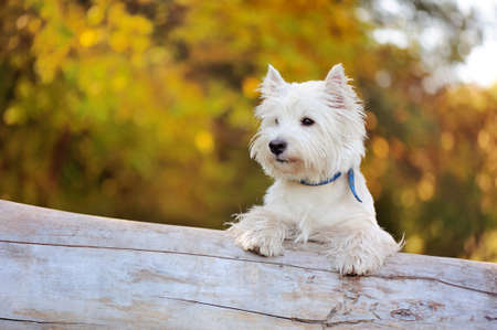 Pretty west highland terrier dog on the tree trunkの写真素材