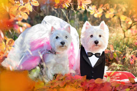 A couple of west highland terriers wearing wedding outfitsの写真素材