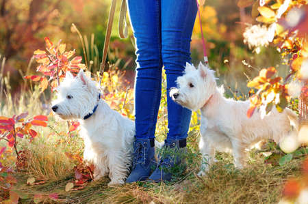 Two dogs at the walk in the park lookig to the sideの写真素材