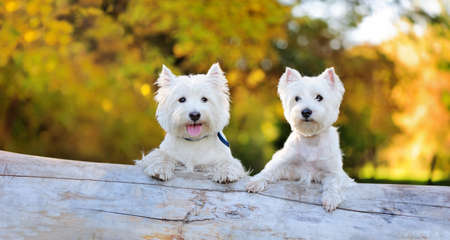 Wide picture of two puppies laying on the tree trunkの写真素材