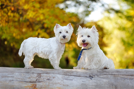 Two west highland terriers sitting on the fallen tree trunkの写真素材