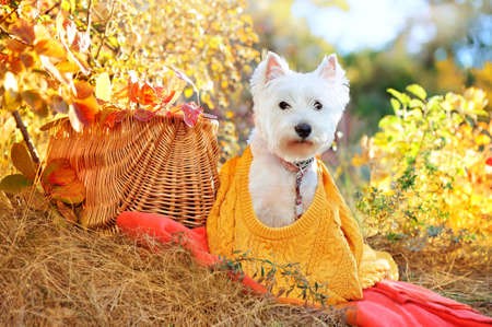 Pretty west highland terrier in yellow knitted pulloverの写真素材