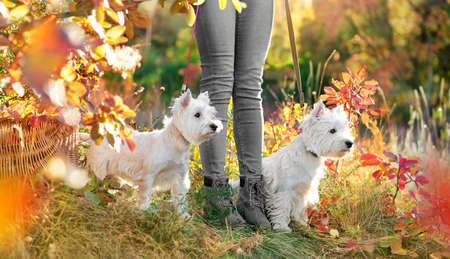 Horizontal picture of two dogs and owhers legs against autumn forestの写真素材