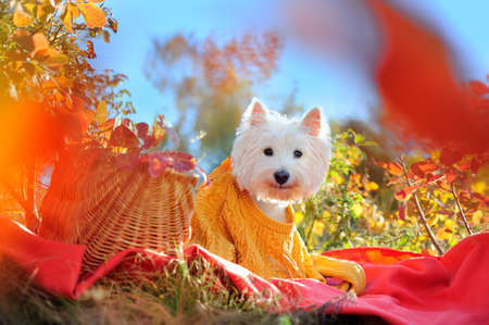 Portrait of west highland terrier in a knitted sweaterの写真素材