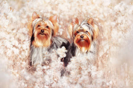 Two yorkies dogs at the lawn with fluffy white flowersの写真素材