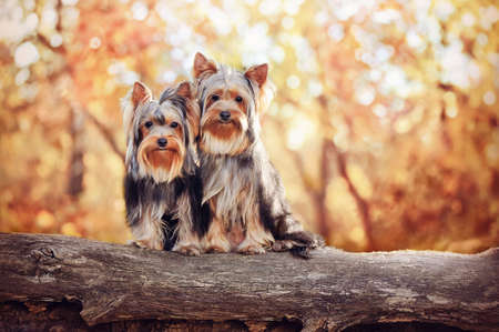 Two yorkshire terrier dogs sitting on the log in the autumn forestの写真素材