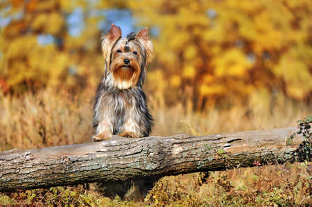 Pretty yorkshire terrier holding paws on the wooden log fenceの写真素材