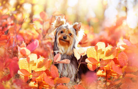 Close-up portrait of yorkshire terrier sitting in the autumn bushの写真素材