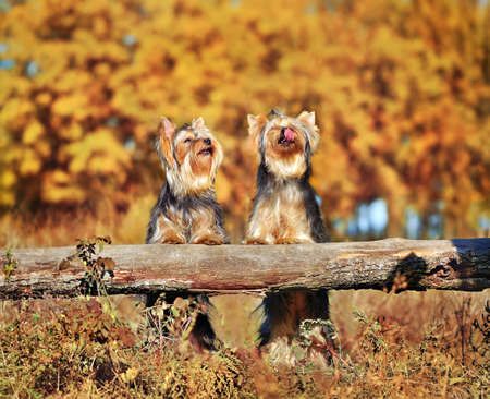 Full length picture of two yorkshire terriers standing on hind legs behind wooden fenceの写真素材