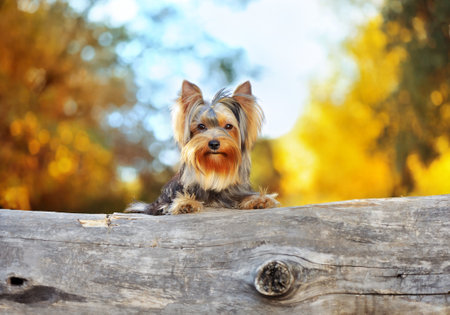 Close-up portrait of a yorkshire terrier on the wooden logの写真素材