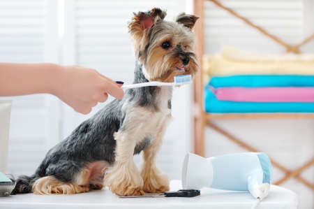 Yorkshire terrier getting teeth cleaning with a toothbrushの写真素材