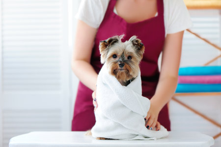 Groomer putting towel on a yorkshire terrier dogの写真素材