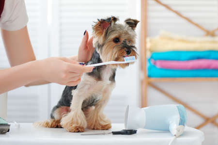 Groomer cleans yorkies teeth at the groomer salonの写真素材