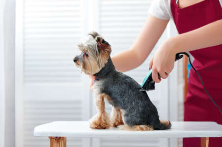 Groomer shaving yorkshire terrier backの写真素材