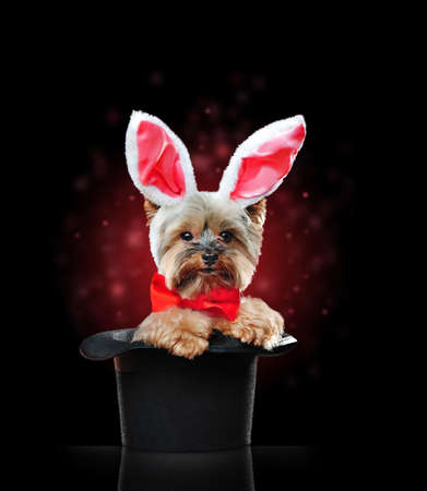 Yorkshire terrier puppy sitting in a magic cylinder as a bunnyの写真素材