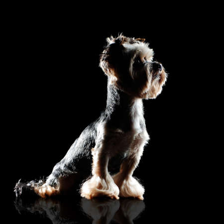 Silhouette on black of a sitting yorkie puppyの写真素材