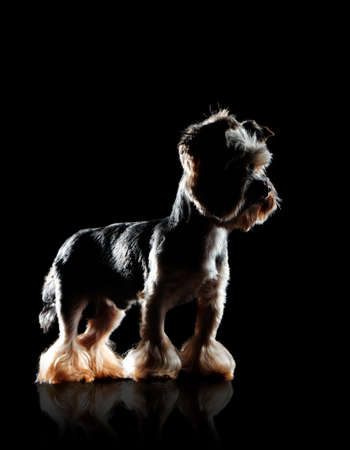 Side view low key picture of a standing yorkshire terrierの写真素材